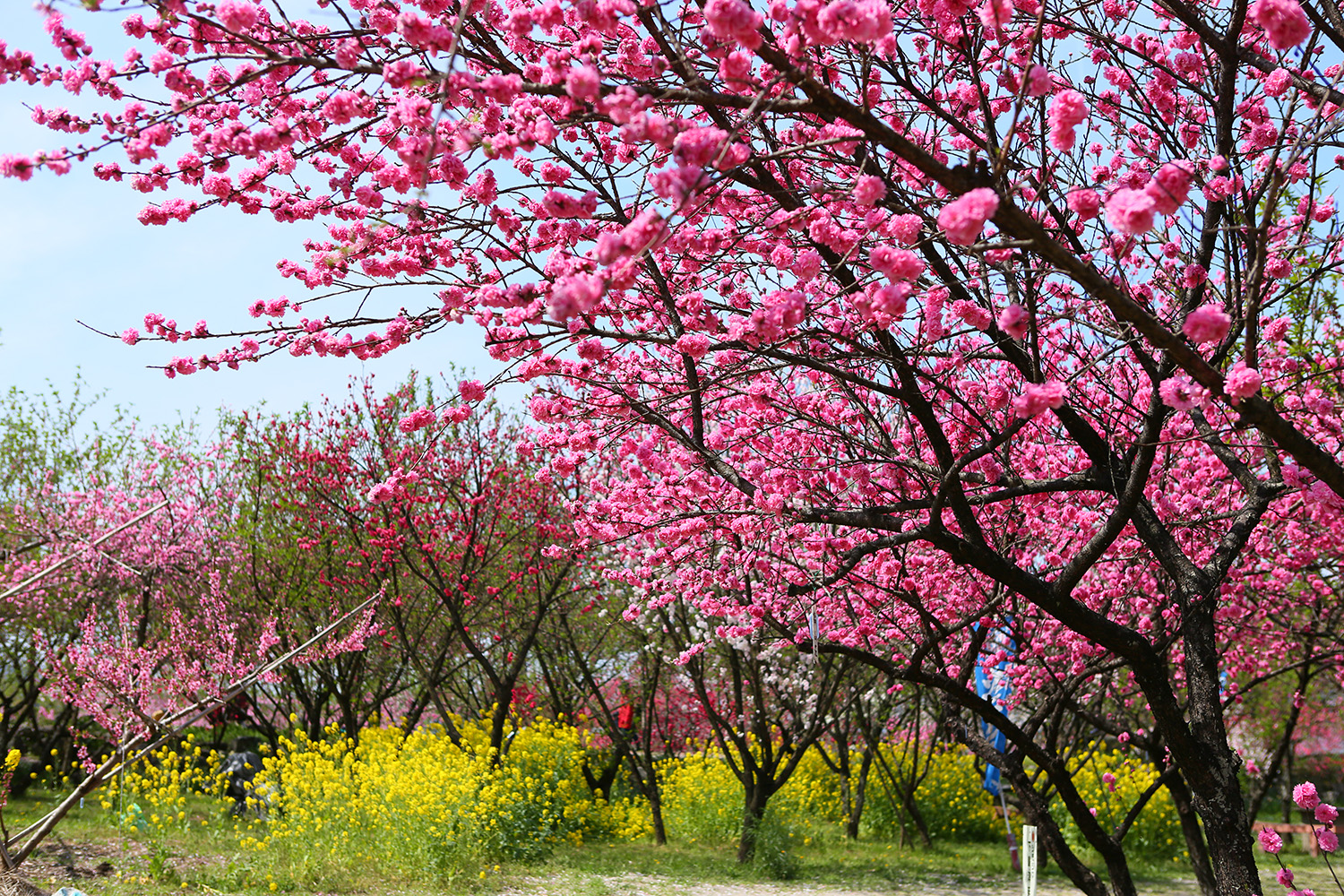 [桃と桜の競演] 笛吹市 桃源郷 春まつり